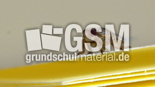 Zikadenlarve (4).jpg